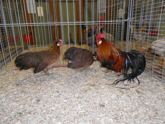 Stammschau 2012 (47)